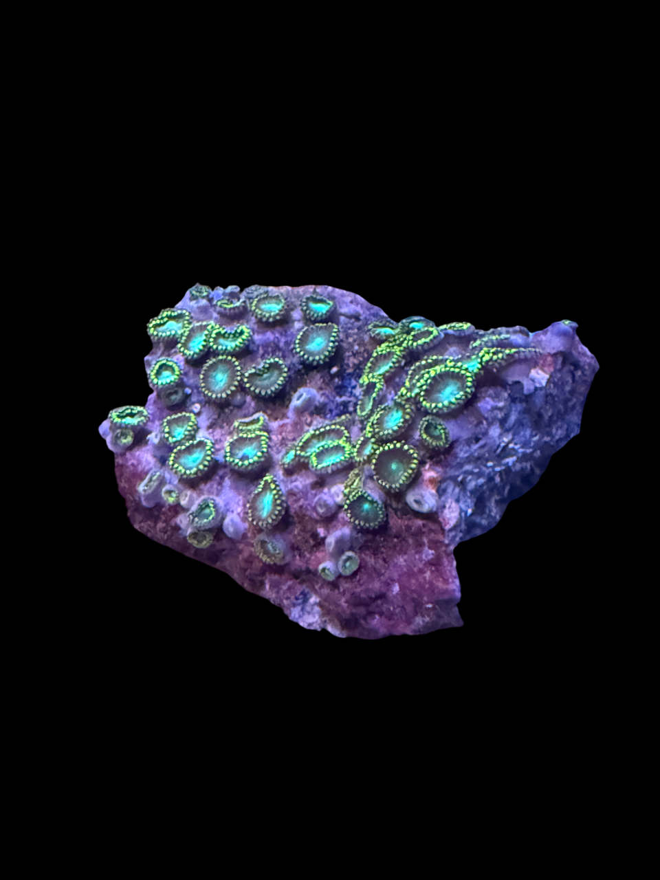 Zoa Frag WYSIWYG - ZFW10001 - Rocky Reefs