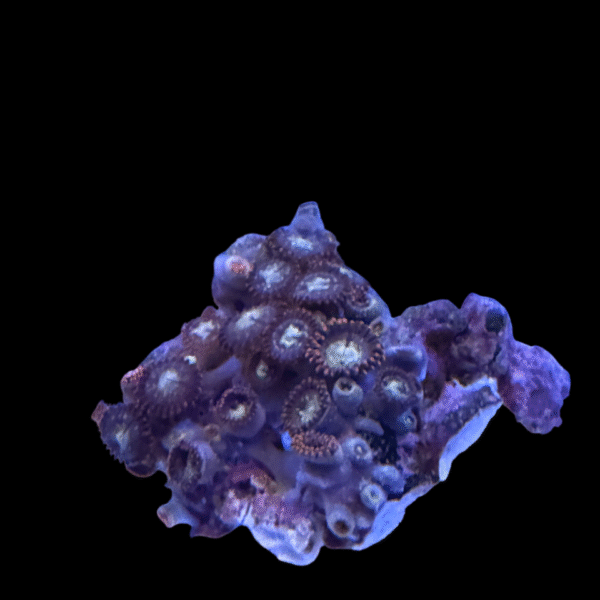 Zoa Frag WYSIWYG - ZFW10004 - Rocky Reefs